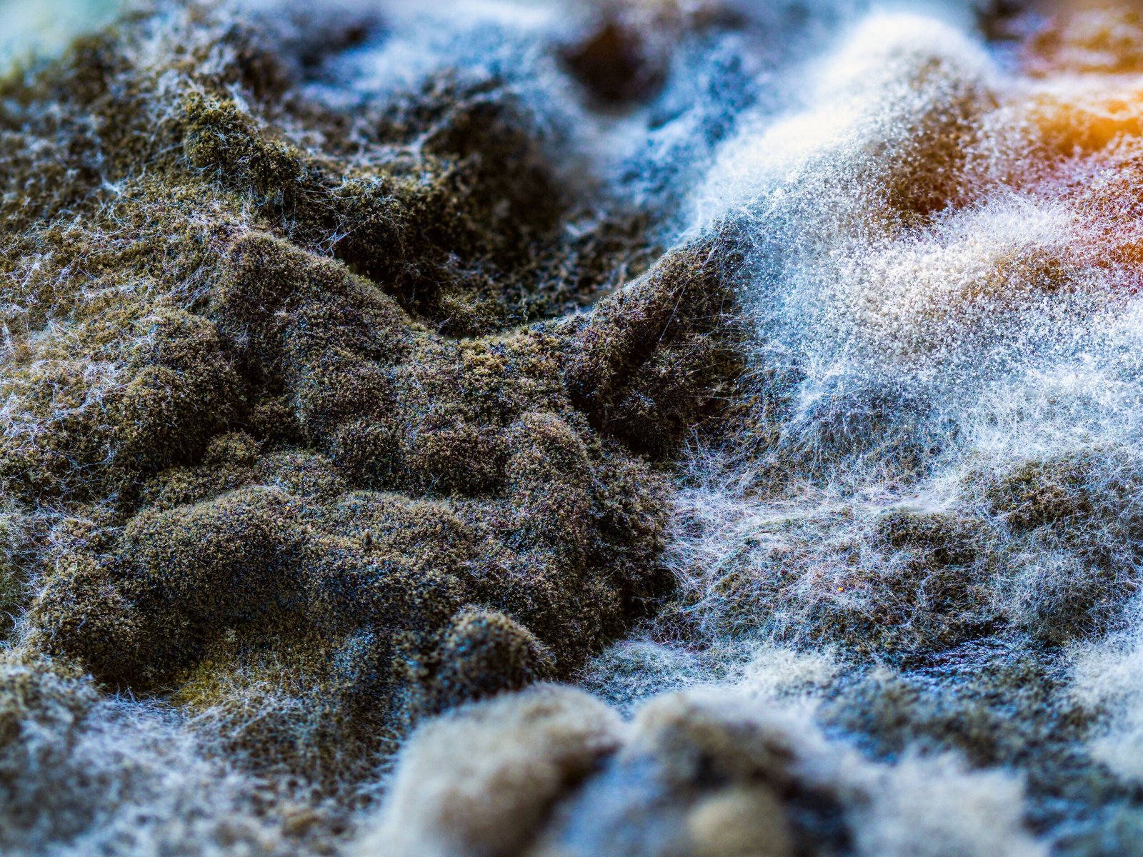 macro shot of a fungus mould mushroom 2026 03 18 05 44 31 utc 1 scaled